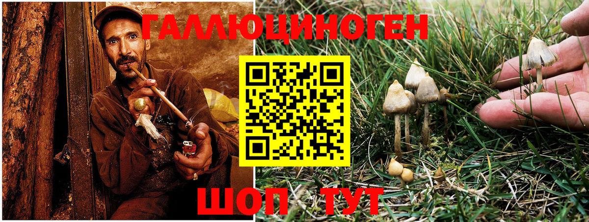 Псилоцибиновые грибы GOLDEN TEACHER  Вход с VPN  Махачкала 